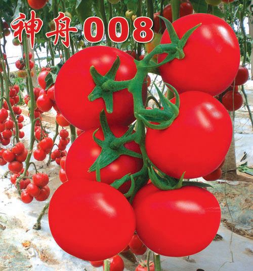 鿴ϸϢ<br>⣺008 Ķ6590